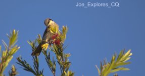 singing honeyeater2C.jpg