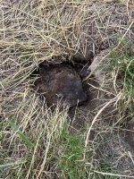 IMG_8870.jpeg