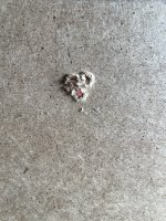 IMG_4405.jpeg
