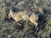 IMG_0796.jpeg