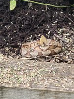 IMG_1961.jpeg