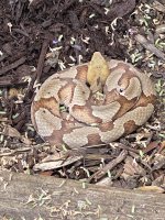 IMG_1962.jpeg