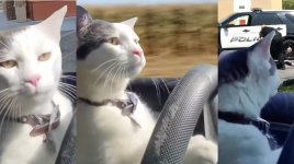 Cat hit Dog....jpg