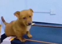daily_gifdump_5030_51.gif