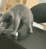daily_gifdump_5034_20.gif