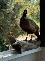 IMG_0144.jpeg