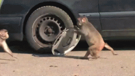 monkey hubcap.gif