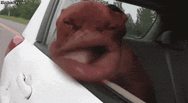 daily_gifdump_5038_37.gif