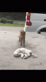 daily_gifdump_5030_59.gif