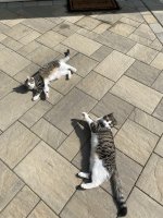 IMG_3090.jpeg