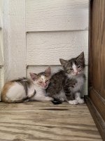 IMG_3184.jpeg