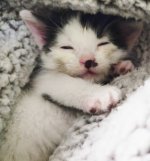 cat1.jpg