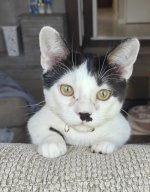 cat2.jpg