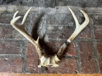 IMG_0043.jpeg