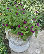 IMG_6850.jpeg