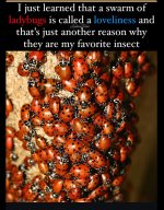 IMG_2382.jpeg