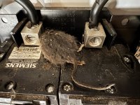 IMG_5487.jpeg