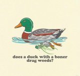 duck.jpg
