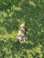 IMG_3206.jpeg