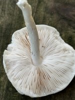 IMG_3680.jpeg