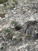 IMG_0209.jpeg