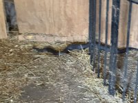 Barn Snake.jpg