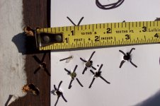 wolf 2.75 inch group.jpg