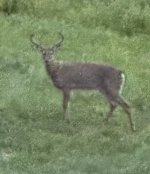 IMG_0587.jpeg