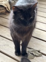 IMG_3775.jpeg