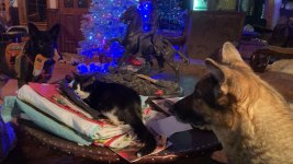 taco cat christmas.jpg