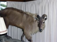 New Zealand  Tahr.jpg