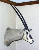 Gemsbok Africa 72.jpg