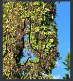 IMG_1350.jpeg