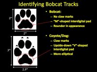 0da48d8a6ad0015785cdb36afa415591--bobcat-tracks-animal-tracks-1284946837.jpg
