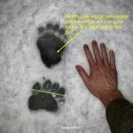 Griz-vs-black-7-1500x1500-2-2484857012.jpg