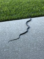 IMG_4655.jpeg