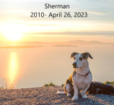 Sherman2.jpg.png