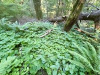 IMG_0355.jpeg