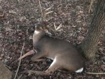 Deer #1.jpg