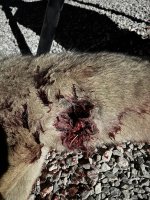 IMG_2436.jpeg