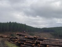 IMG_0953.jpeg
