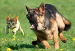 gsd-herding-cat.jpg