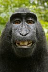 Macaca-nigra-self-portrait--rotated-and-cropped-.jpg