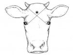 Rec.handling.guideline.img1.jpg