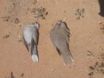20130609_115046.jpg