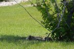 DSC_0003.jpg