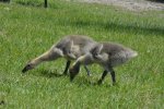 DSC_0005.jpg