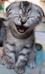 tumblr_llrs46tT701qzs5cqo1_400.gif
