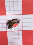 Tikka 5 shot 102 yds 9_20_2019.JPG