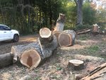 tree down.JPG